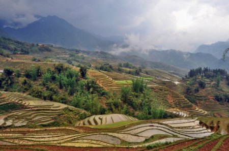 rice fields - trees, hills, landscape, rain, greenery, rice, field, clouds, vegetation, fog, rice fields