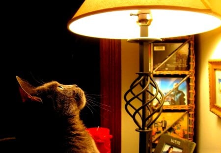 CURIOUS CAT - room, lamp, light, curiosity, cat