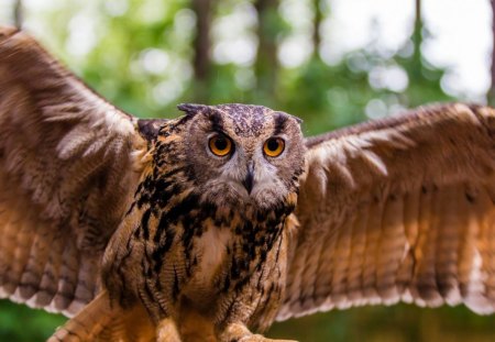 Owl - wings, feathers, owl, bird