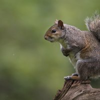 Squirrel