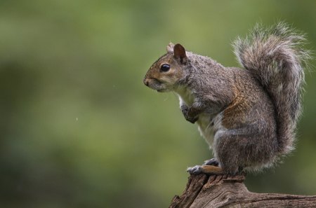 Squirrel - fur, cute, squirrel, log