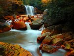 forest waterfall