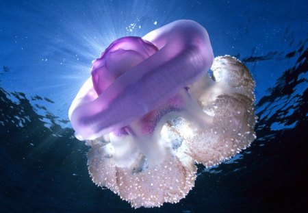 Jellyfish - creature, purple, jellyfish, underwater