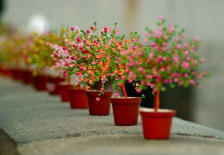 Colourful Pots In A Row. - of, fine, a, very