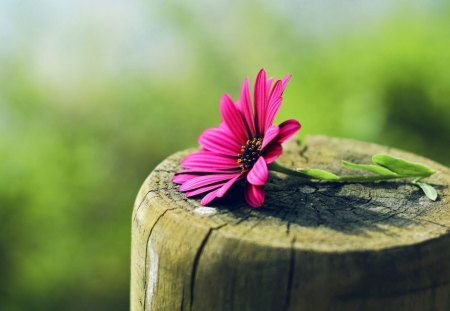 Flower on a Tree Trunk - nature, pink, petals, blossom, trunk, summer, tree, flower