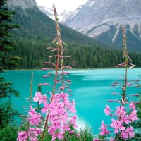 WILDFLOWERS OF EMERALD LAKE