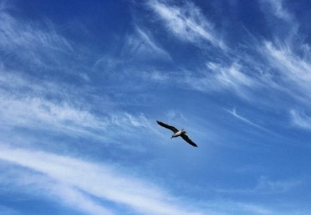 Pescarus - shy, bird, seagull, pescarus