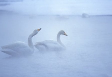 OUT OF THE MIST - wetlands, lakes, swans, animals, water, birds