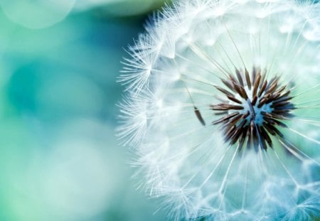 Dandelion - nice, marvellous, photography, great, wonderful, super, amazing, pretty, dandelion, plant, skyphoenixx1, adorable, wallpaper, stunning, outstanding, picture, nature, beautiful, awesome, fantastic, flower