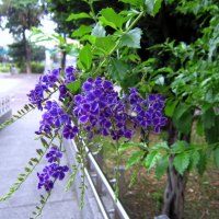Beautiful purple flowers