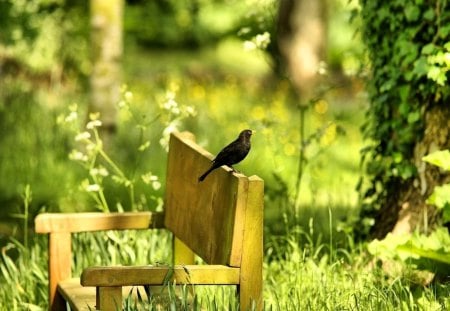 Blackbird on bench in the park - greenery, bird, trees, beautiful, grass, sweet, chair, animal, blackbird, green, garden, cute, bench, adorable, park