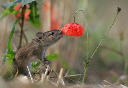 Mouse - field, funny, rodent, red, green, animal, mouse, cute, flower, poppy