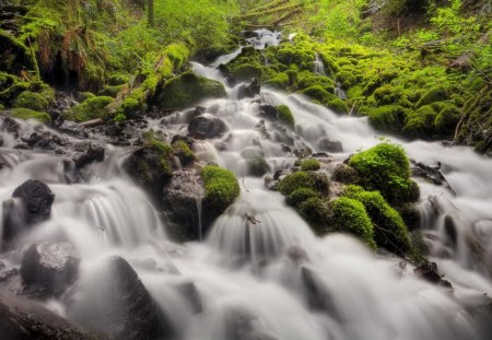 Rapid Waterfalls - mountain, trees, falls, day, daylight, water, waterfalls, moss, rocks, nature, white, forest, leaves, green