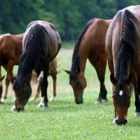 American Quarter Horses in the Meadow