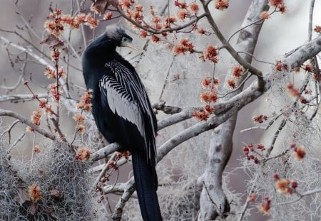 ANHINGA - fauna, animal, ave, natureza, passaro