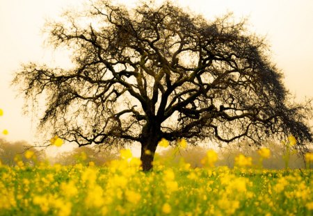 Tree - flower, tree, yellow, nature