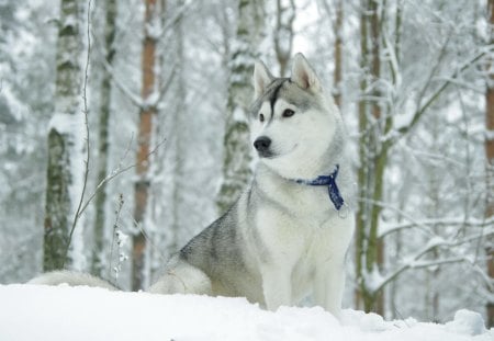 Husky - husky, animal, winter, dog, puppy