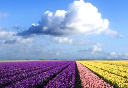 CAMPO DE TULIPAS - tulipa, natureza, flor, flora