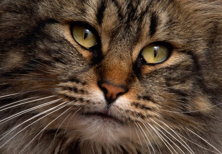 Having His Close-up - fur, cat, animals, eyes, wiskers, mouth, brown, stripes, cute, gray