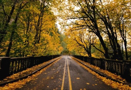 Autumn Way - road, leaves, autumn, way