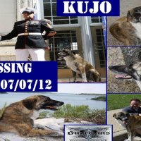 Kujo Missing