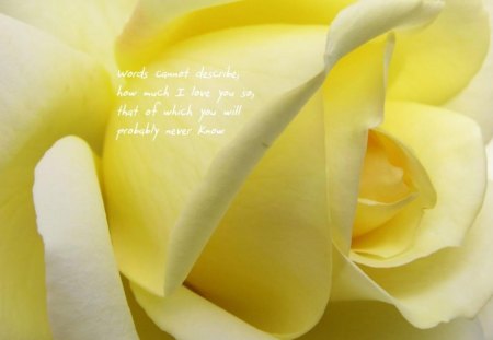 yellow flower with inscription - inscription, beauty, flower, yellow