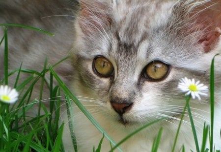 Cat in the grass - nature, cat, feline, animal, pet, grass, flower, kitten