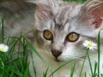 Cat in the grass