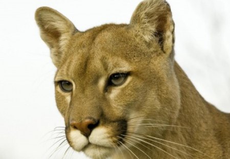 Cougar - animal, lynx, wild, feline