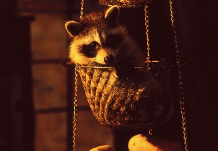 Raccoon - basket, raccoon, animal, predator