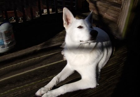 Faithful Friend - play, shepherd, canine, dog, pink, best friend, gorgeous, friends, companion, special, beautiful, photography, photoshop, beauty, friend, white shepherd, sweet, playful, faithful, bow, park