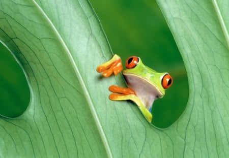 Frog - frog, animal, nature, eyes