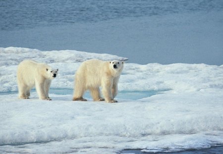 Polar bear - ice, snow, bear, polar, arctic, ursus