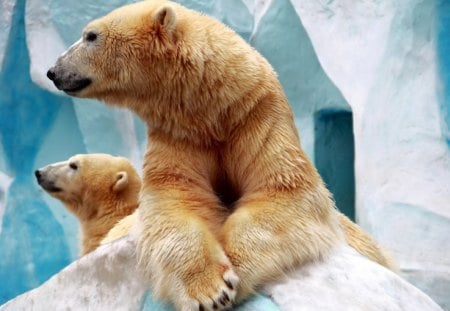 Polar bears - ice, snow, bear, polar, arctic, ursus