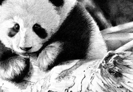 Panda bear - bear, animal, panda, china, bamboo