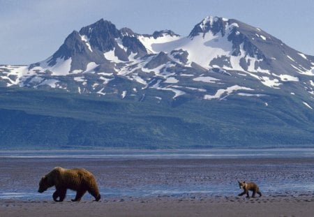 Bear mom and cub - bear, mom, animal, nature, cub, brown, mountain, wild