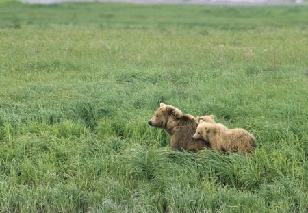 Bears - bear, animal, brown, grass, wild