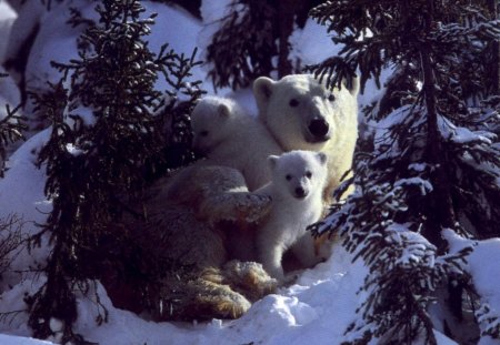 Polar bear mom and cubs - ursus, cub, bear, animal, polar, mom, arctic