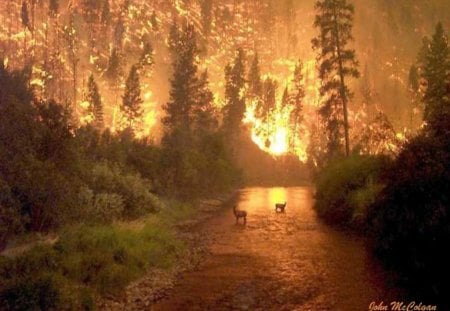 montana wildfire - fire, path, trees, animals