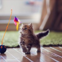 playing kitty