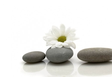 Tiny tenderness - white, petals, tenderness, daisy, stones, lovely, cute, flower