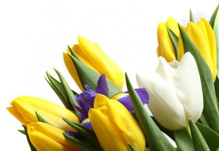 Lovely tulips - white, yellow, yellow tulips, petals, tulips, flowers, tender