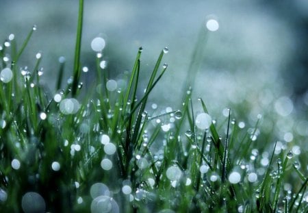 Morning - morning, wet, dew, grass