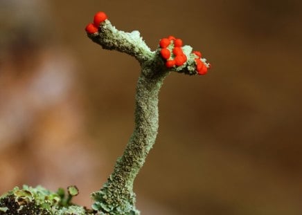 Wild beauty - mushrooms, forest, moss, grass