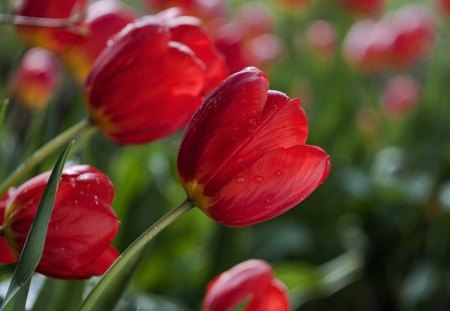 Beauty - tulips, green, flowers, red