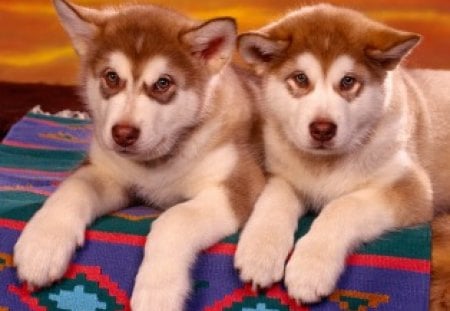 Sweet Twosome - puppies, dogs, animals, huskies