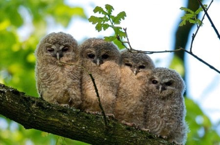 Quartet - owls, branch, leaves, four, little