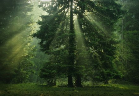 Tree Sun Beam - beam, forest, tree, sun