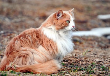 Fluffy cat - fur, fluffy, cat, kitty, animal