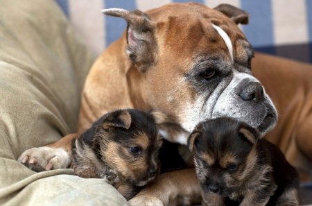 You're safe - pitbull, animals, dog, puppies